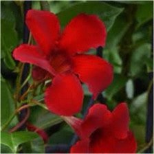 Mandevilla Agathe Scarlet