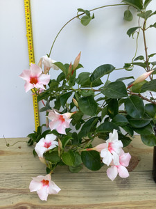 Mandevilla Apple Blossom Mandevilla Apple Blossom