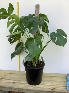 Monstera Deliciosa 250 mm pot with totem