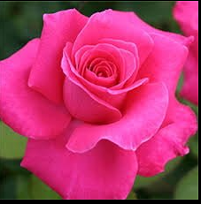 Rose Peter Frankenfeld