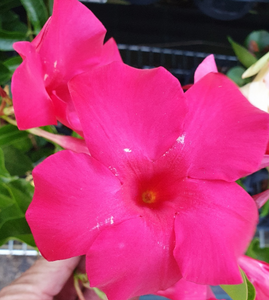 Mandevilla Intense Fuchsia