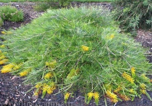 Grevillea Cooroora Cascade GRAFTED STANDARD NATIVE