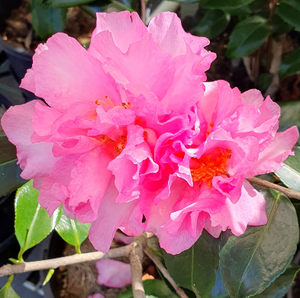 camellia marmion