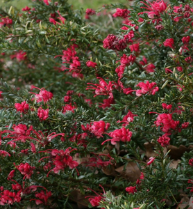 Grevillea Raspberry Ripple