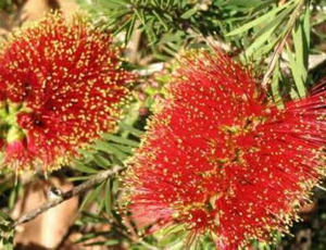 Callistemon Rocky Rambler NATIVE