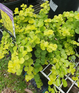 Lysimachia Gold Money Wort