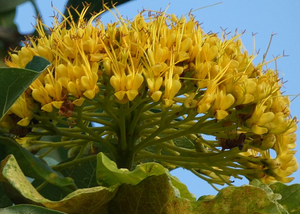 Golden Bouquet Tree Deplanchea tetraphylla NATIVE