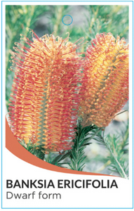 Banksia ericifolia Dwarf form.  Heath Banksia Dwarf form.