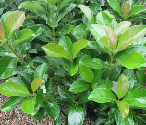 The leaves of Viburnum Emerald Lustre.