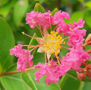 Crepe Myrtle Lagerstroemia Hopi