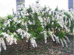 White Queen's Wreath Petrea Volubilis var. Albiflora