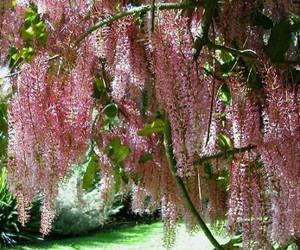 Pinkalicious Macadamia integrifolia