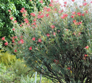 Grevillea Red Ripper