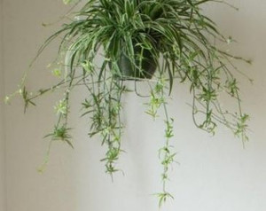 Put your Spider Plant in a well-lit area out of direct sunlight.