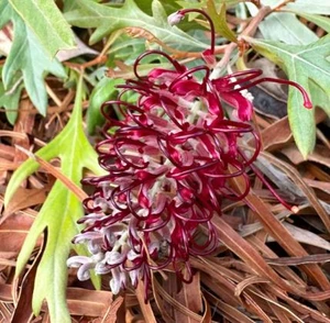 Grevillea Cherry Moon NATIVE