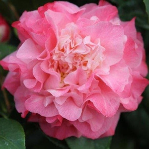 Nuccios Jewel camellia Nuccios Jewel camellia