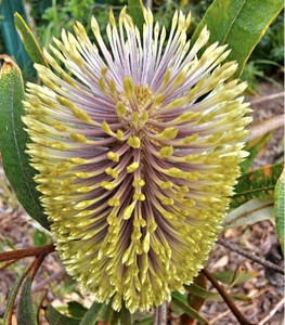 Banksia oblongifolia Fern Leaf Banksia