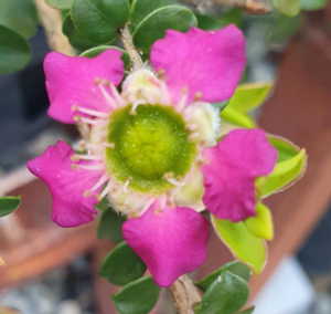 Leptospermum Purple Haze