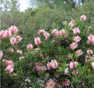 Callistemon Sweet Burst NATIVE