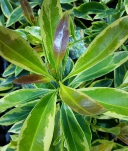 Xanthostemon Daintree Gem australian NATIVE