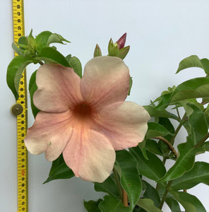 Allamanda Jamaican Sunset