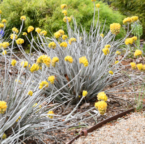 Conostylis candicans Silver Sunrise NATIVE