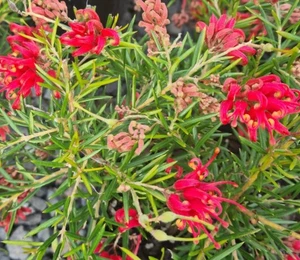 Grevillea Legacy Flame Australian NATIVE