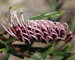 Grevillea Iced Vo Vo AUSTRALIAN NATIVE
