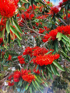 Queensland Waratah Alloxylon Flammeum