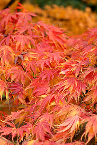 Japanes Maple Acer Palmatum
