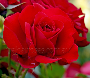 Rose Climbing Dublin Bay