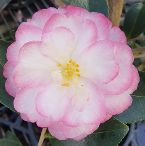 Camellia Paradise Blush SASANQUA