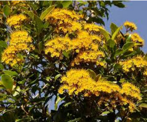 Queensland Golden Myrtle Metrosideros queenslandica