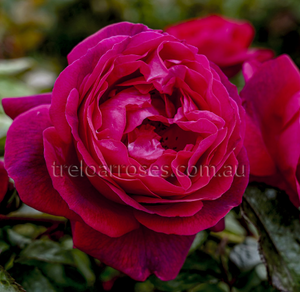 Rose Climbing Ultra Violet