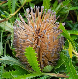 Banksia serrata Pygmy Possum NATIVE