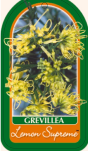 Grevillea Lemon Supreme NATIVE