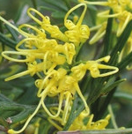 Grevillea Lemon Supreme NATIVE