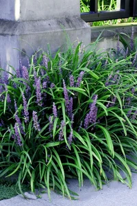 Liriope Evergreen Giant