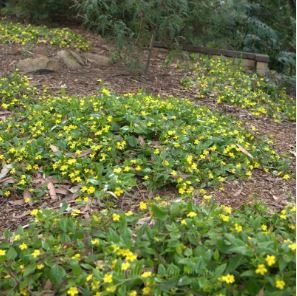 Goodenia ovata Gold Cover australian NATIVE