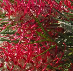 Grevillea Karijini Moon