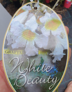 White Beauty Trumpet Tree Tabebuia palmeri GRAFTED