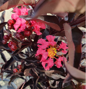 Lagerstroemia Centrestage Coral