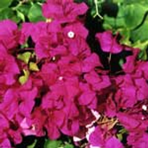 Bouganvillea Bambino Maudi