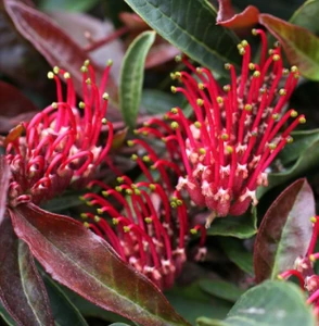 Grevillea Crimson Carpet australian NATIVE groundcover