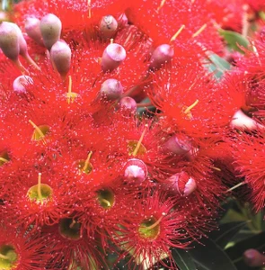 Corymbia Dwarf Red GRAFTED australian NATIVE