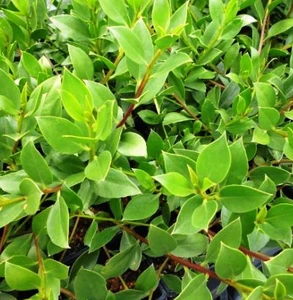 Coastal Boobialla Myoporum ellipticum AUSTRALIAN NATIVE