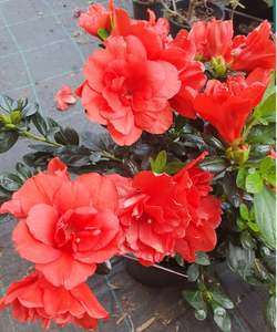 Azalea Troys Triumph