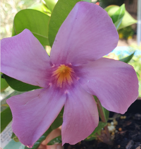 Mandevilla Sun Parasol Bluetopia