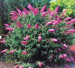 Butterfly Bush Buddleia davidii "Pink Delight"