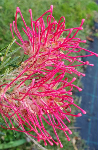 Grevillea Lana Maree STANDARD NATIVE